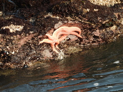 Stichaster striatus