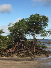Rhizophora mangle