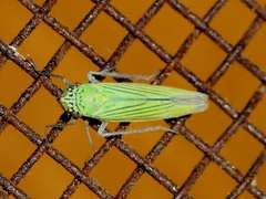 Syncharina argentina