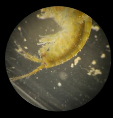 Gammarus oceanicus