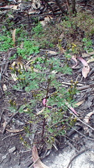 Tagetes foetidissima