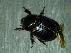 Xyloryctes jamaicensis