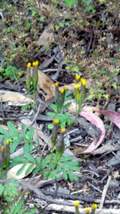 Tagetes foetidissima