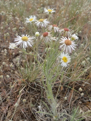 Erigeron pumilus