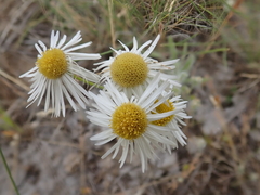 Erigeron pumilus