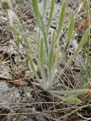 Erigeron pumilus