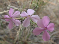 Phlox longifolia