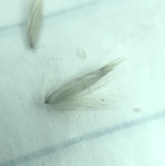 Calamagrostis cinnoides