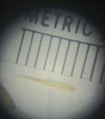 Calamagrostis cinnoides