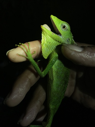 Bronchocela jubata