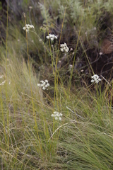 Pimpinella caffra