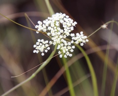 Pimpinella caffra