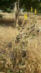 Crotalaria