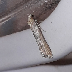 Cochylimorpha decolorella