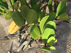 Rhizophora mangle