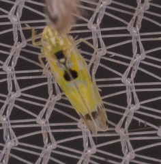 Erythroneura octonotata