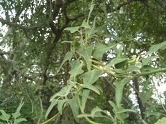 Araujia brachystephana