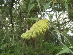 Araujia brachystephana