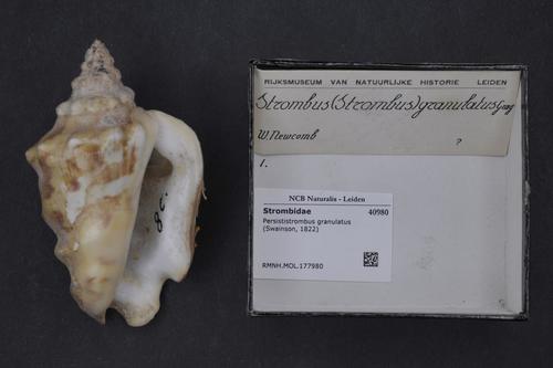 granulated conch
