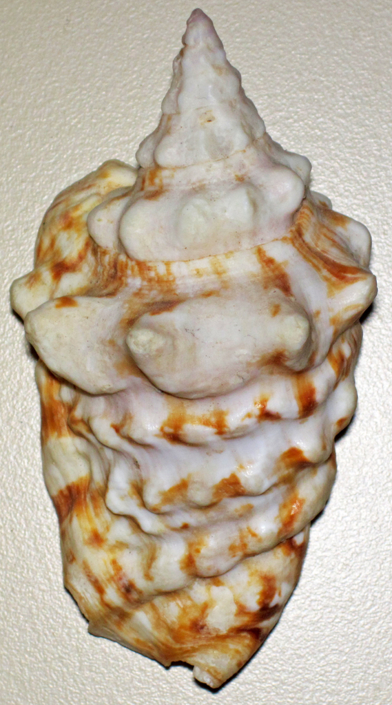 granulated conch
