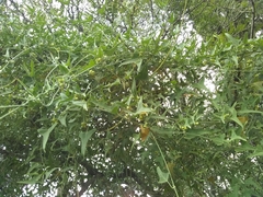 Araujia brachystephana