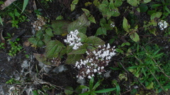 Ageratina glabrata