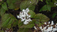 Ageratina glabrata