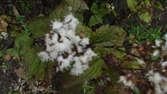 Ageratina glabrata