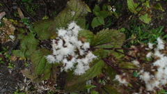 Ageratina glabrata