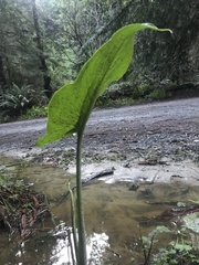 Zantedeschia aethiopica