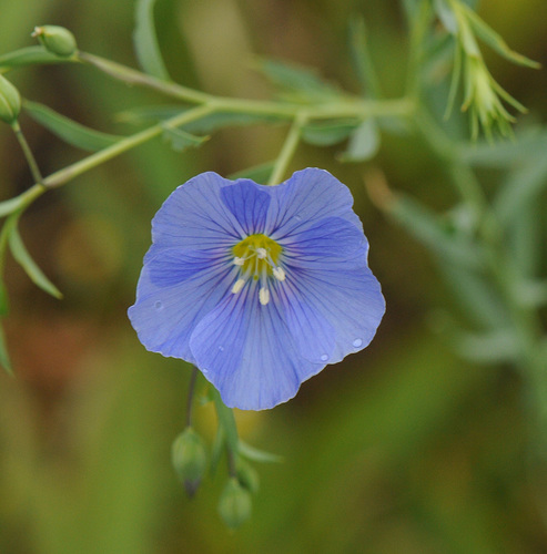ľan rakúsky (Linum austriacum)