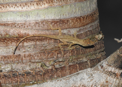 Anolis wellbornae