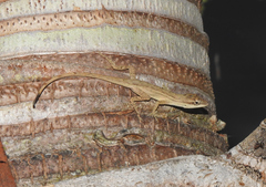 Anolis wellbornae