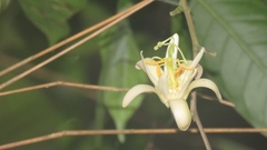 Passiflora contracta