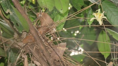 Passiflora contracta