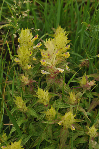 Melampyrum chlorostachyum (Melampyrum chlorostachyum)