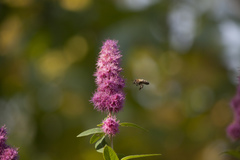 Spiraea × billardii