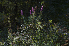 Spiraea × billardii