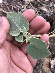 Abutilon malacum