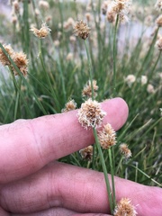 Carex vernacula