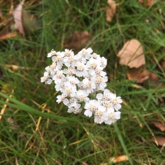 Achillea millefolium