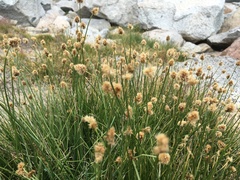 Carex vernacula
