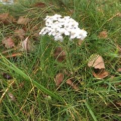 Achillea millefolium