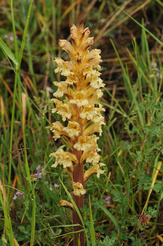 záraza žltá (Orobanche lutea)