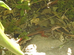 Aspidoscelis motaguae