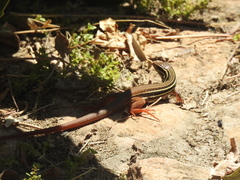 Aspidoscelis motaguae