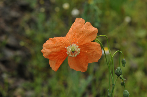 Image of Papaver armeniacum by (c) Todd Boland, some rights reserved (CC BY)