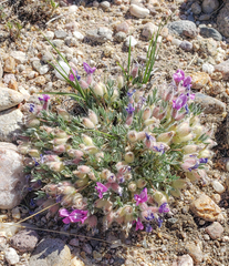 Oxytropis multiceps
