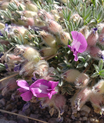 Oxytropis multiceps