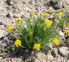 Musineon tenuifolium